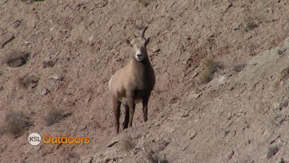Utah Field Guide: Big horn sheep