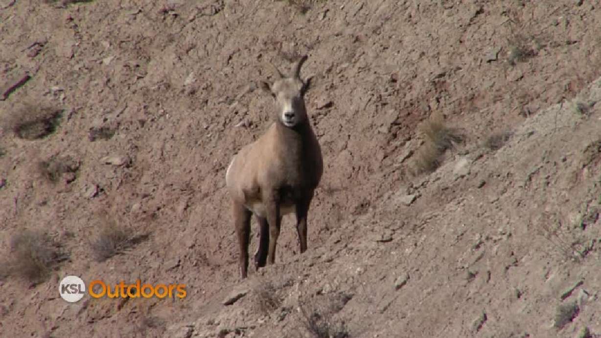 Utah Field Guide: Big horn sheep