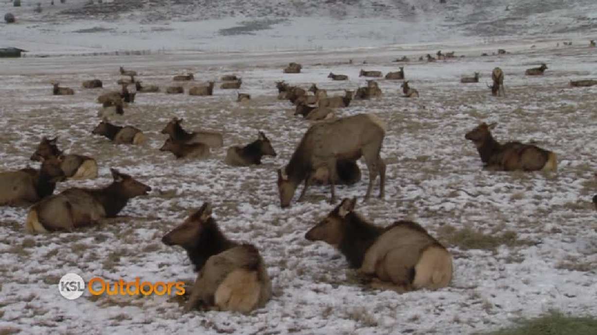 Utah Field Guide: Hardware Ranch