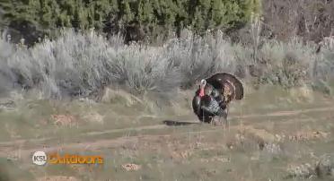 Utah Field Guide: Identifying adult female, male turkeys