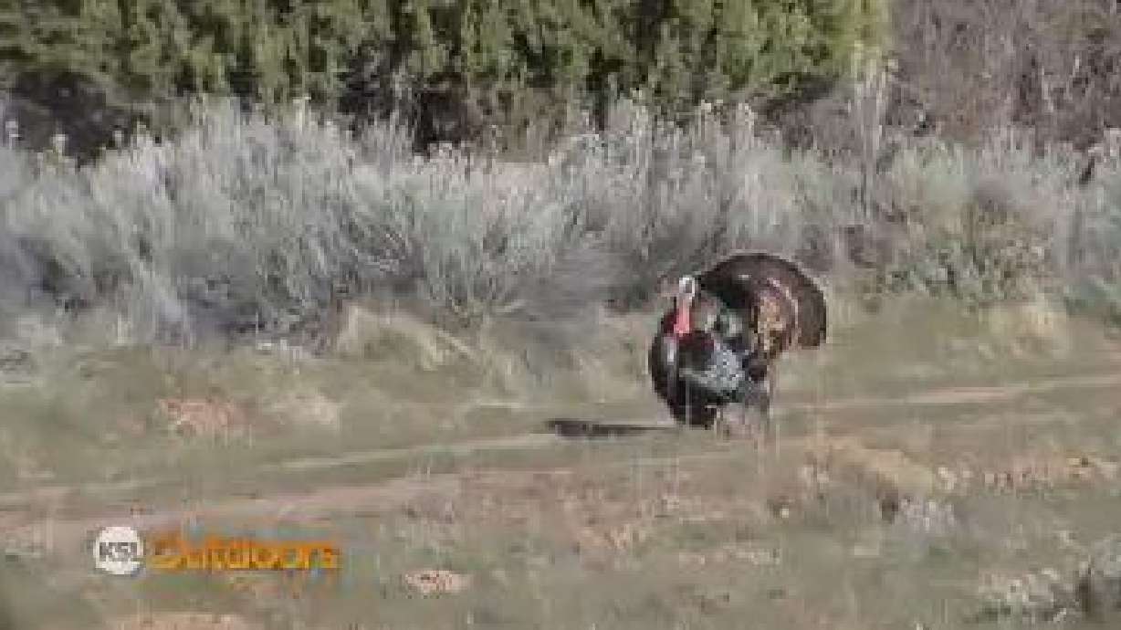 Utah Field Guide: Identifying adult female, male turkeys