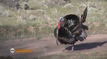 Utah Field Guide: Wild turkeys