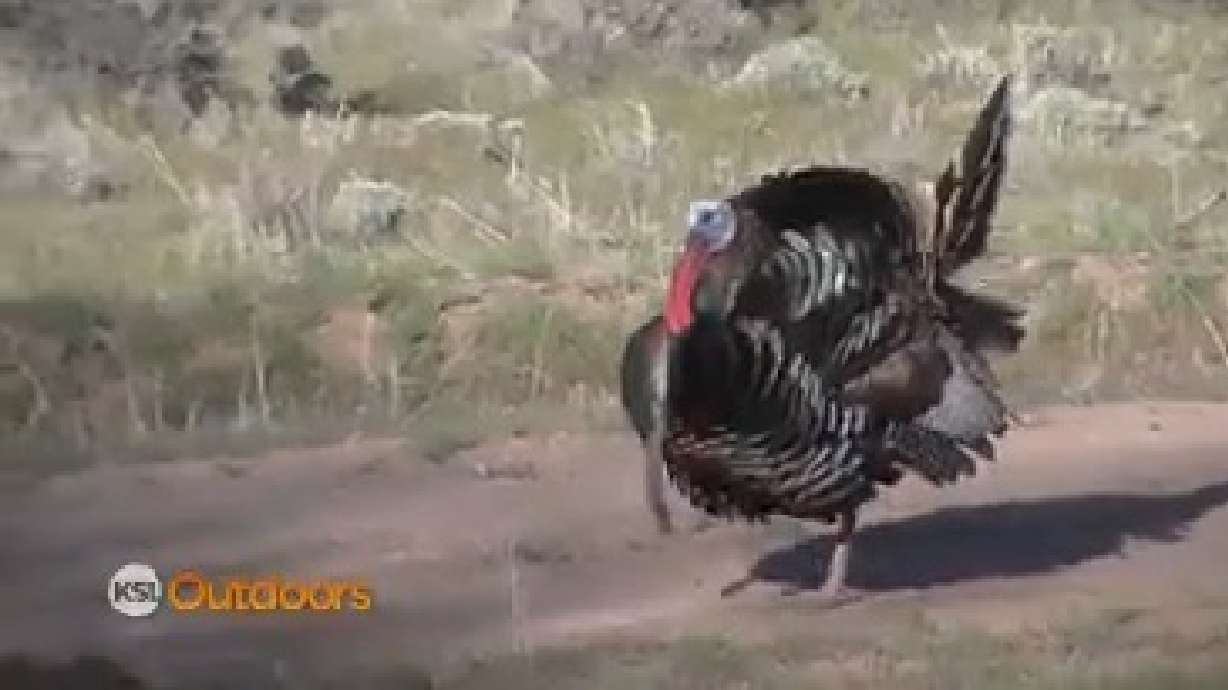 Utah Field Guide: Wild turkeys