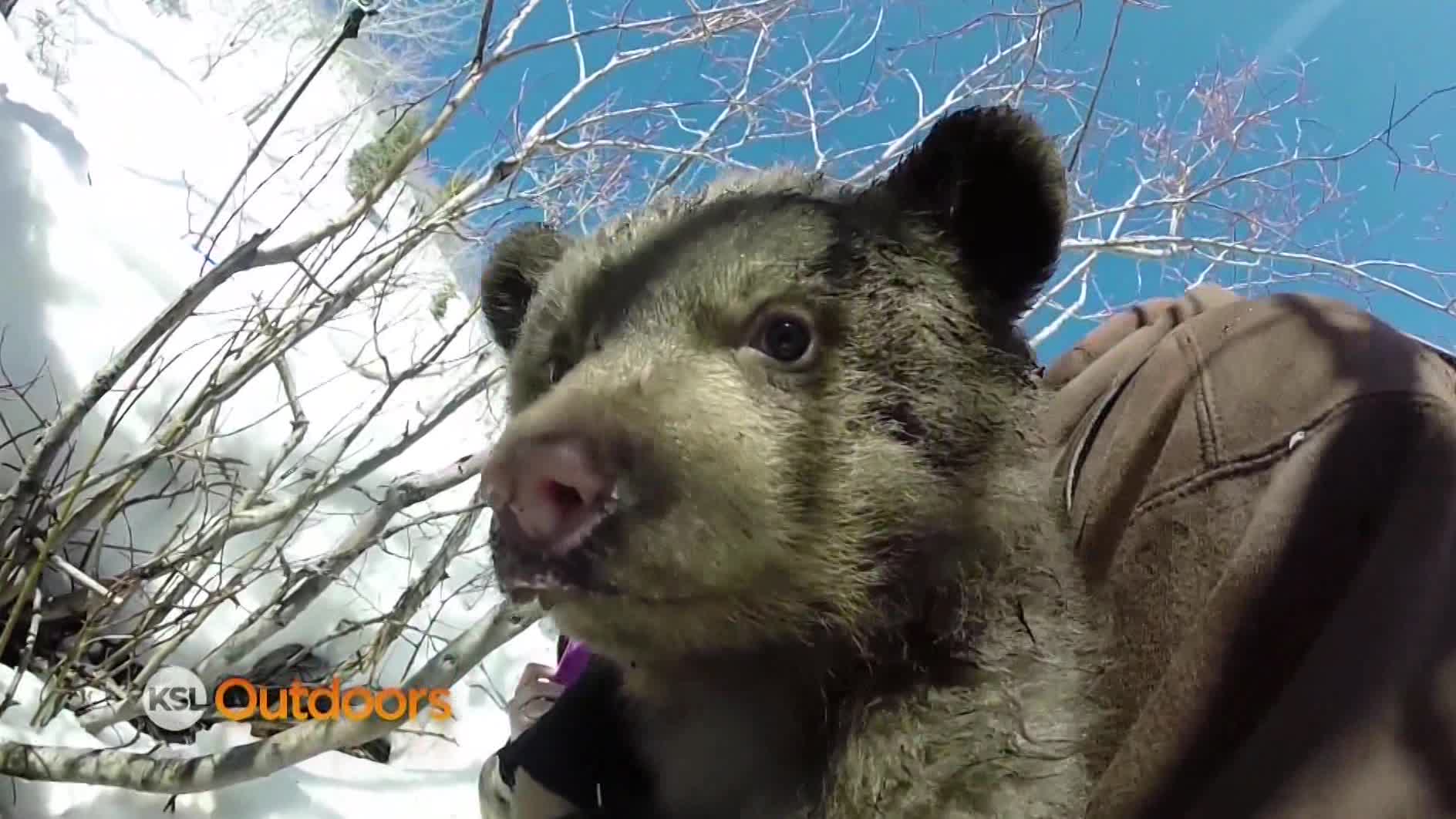 Utah Field Guide: American Black Bear