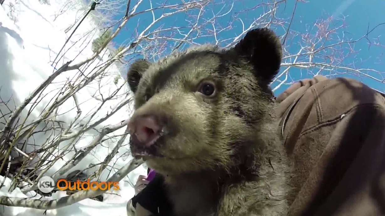 Utah Field Guide: American Black Bear