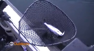 Utah Field Guide: Kokanee seminar