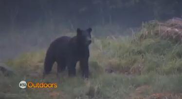 Utah Field Guide: Alaskan Brown Bear