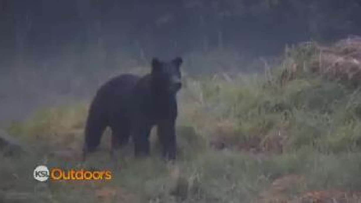 Utah Field Guide: Alaskan Brown Bear