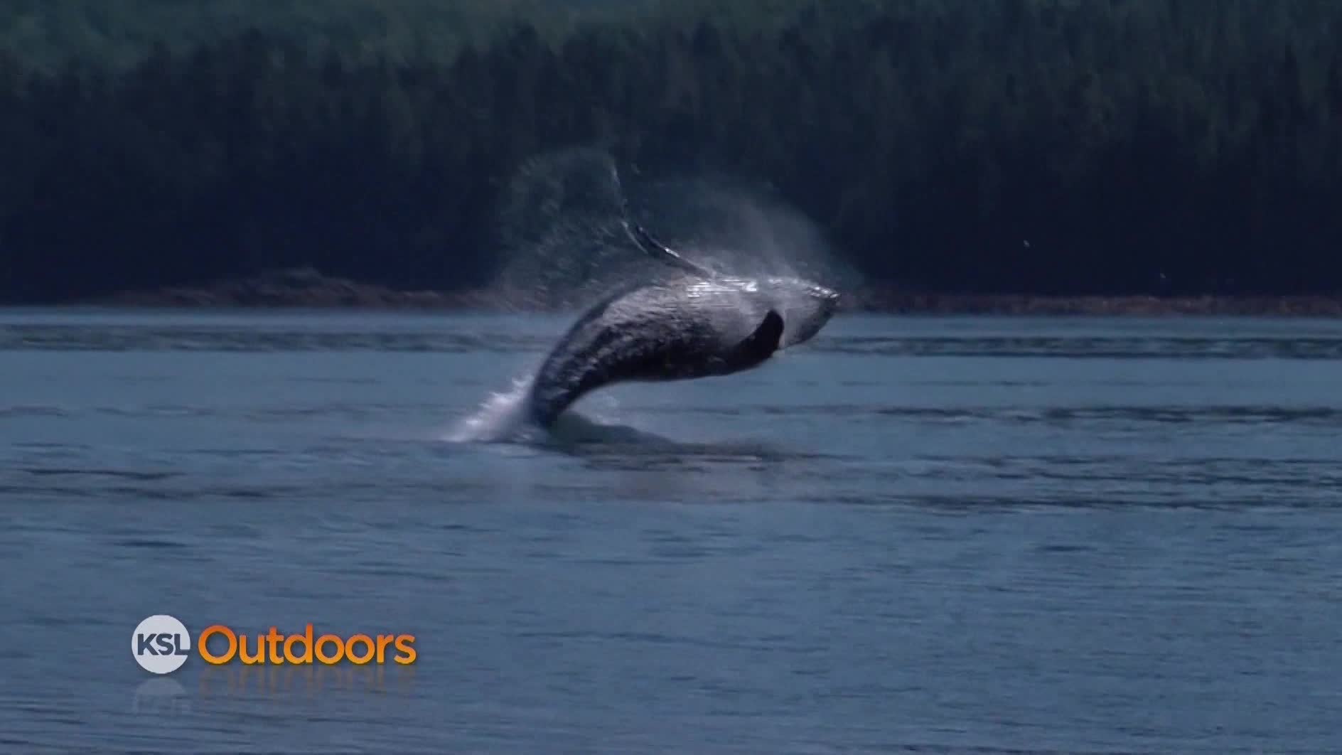 Utah Field Guide: Humpback Whale
