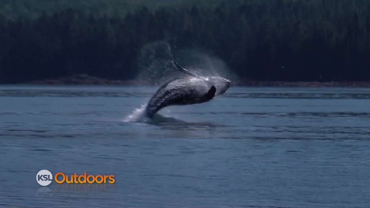 Utah Field Guide: Humpback Whale