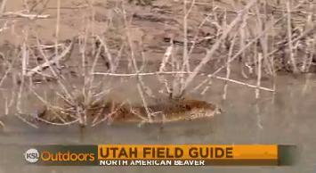 Utah Field Guide: North American beaver