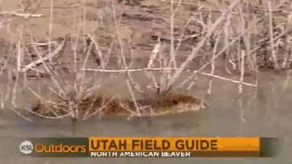 Utah Field Guide: North American beaver