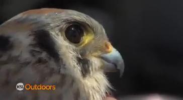 Utah Field Guide: American Kestrel