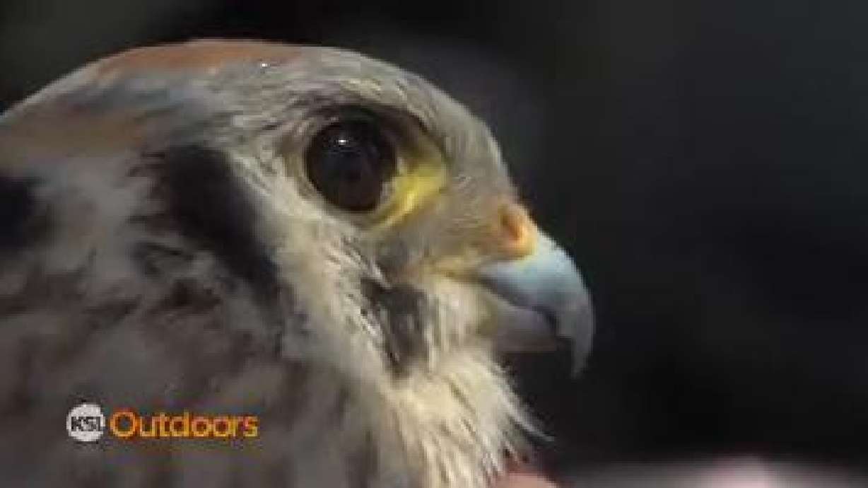 Utah Field Guide: American Kestrel