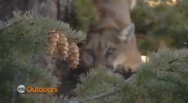 Utah Field Guide: Utah's deer hunt