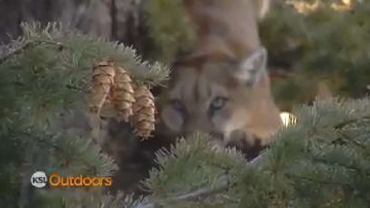 Utah Field Guide: Utah's deer hunt