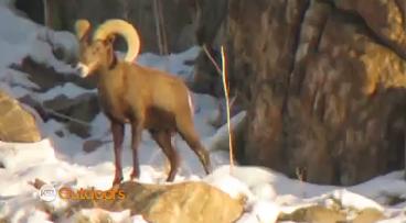 Utah Field Guide: Rocky Mountain Big Horn Sheep