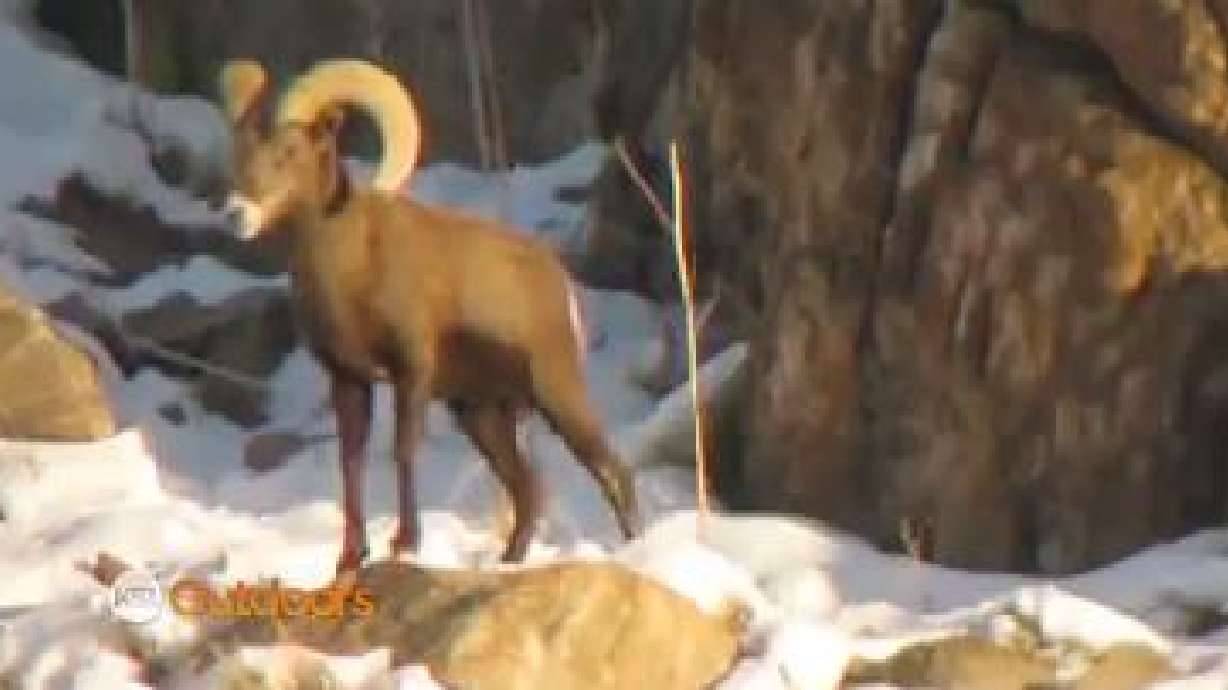 Utah Field Guide: Rocky Mountain Big Horn Sheep
