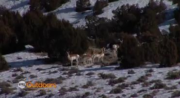 Utah Field Guide: Pronghorn