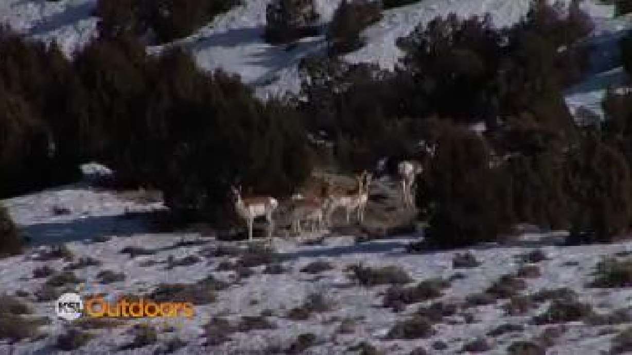 Utah Field Guide: Pronghorn