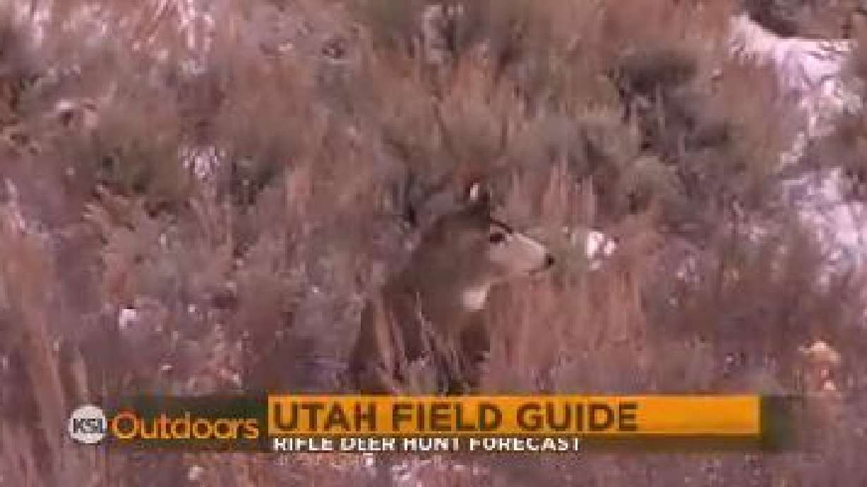 Utah Field Guide: Rifle Buck Deer Hunt
