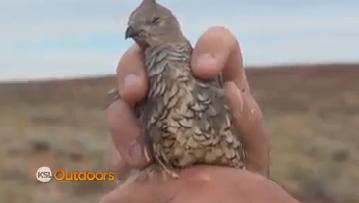 Utah Field Guide: Scaled Quail