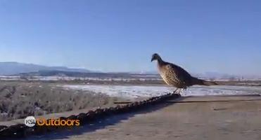 Utah Field Guide: Ring-necked Pheasant