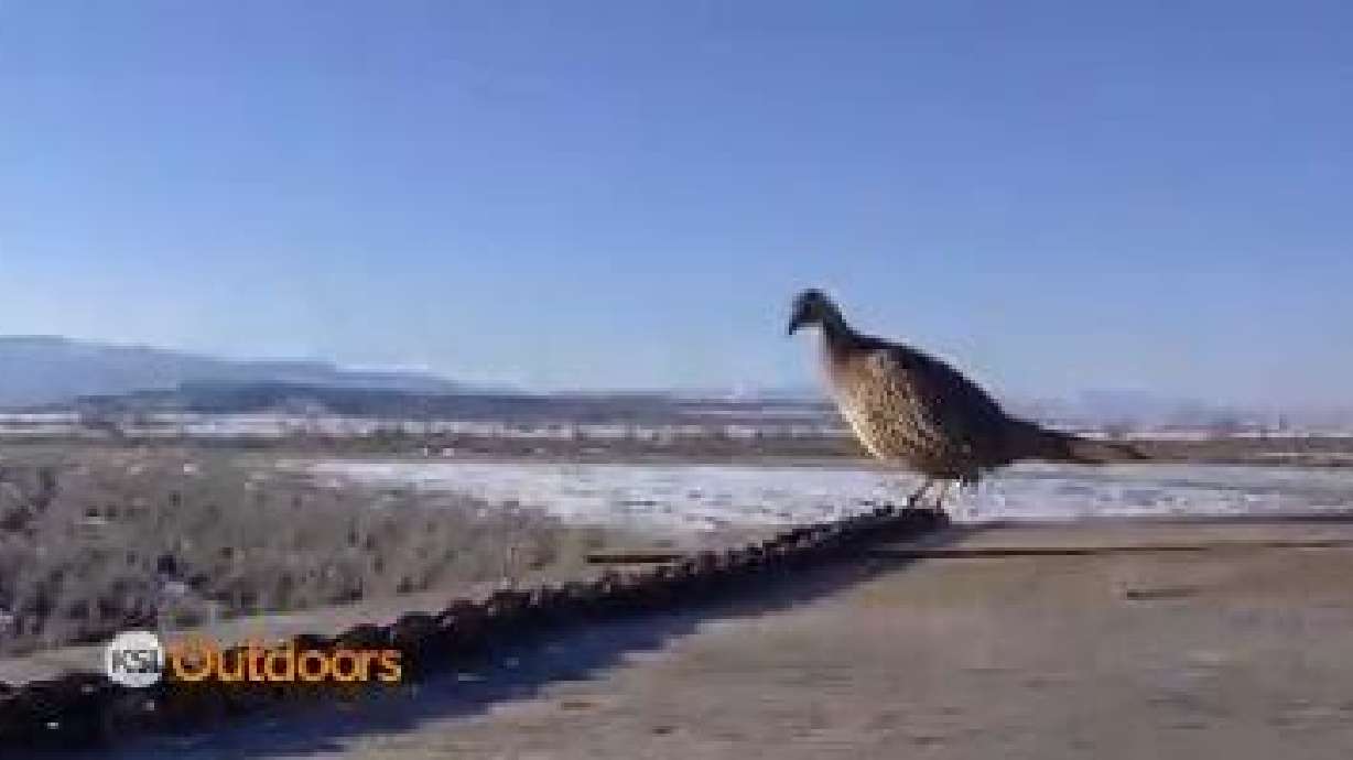 Utah Field Guide: Ring-necked Pheasant