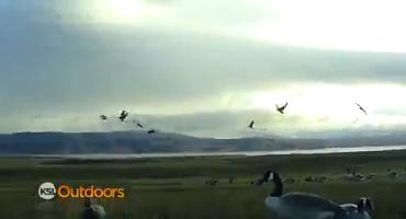 Utah Field Guide: Waterfowl Slam