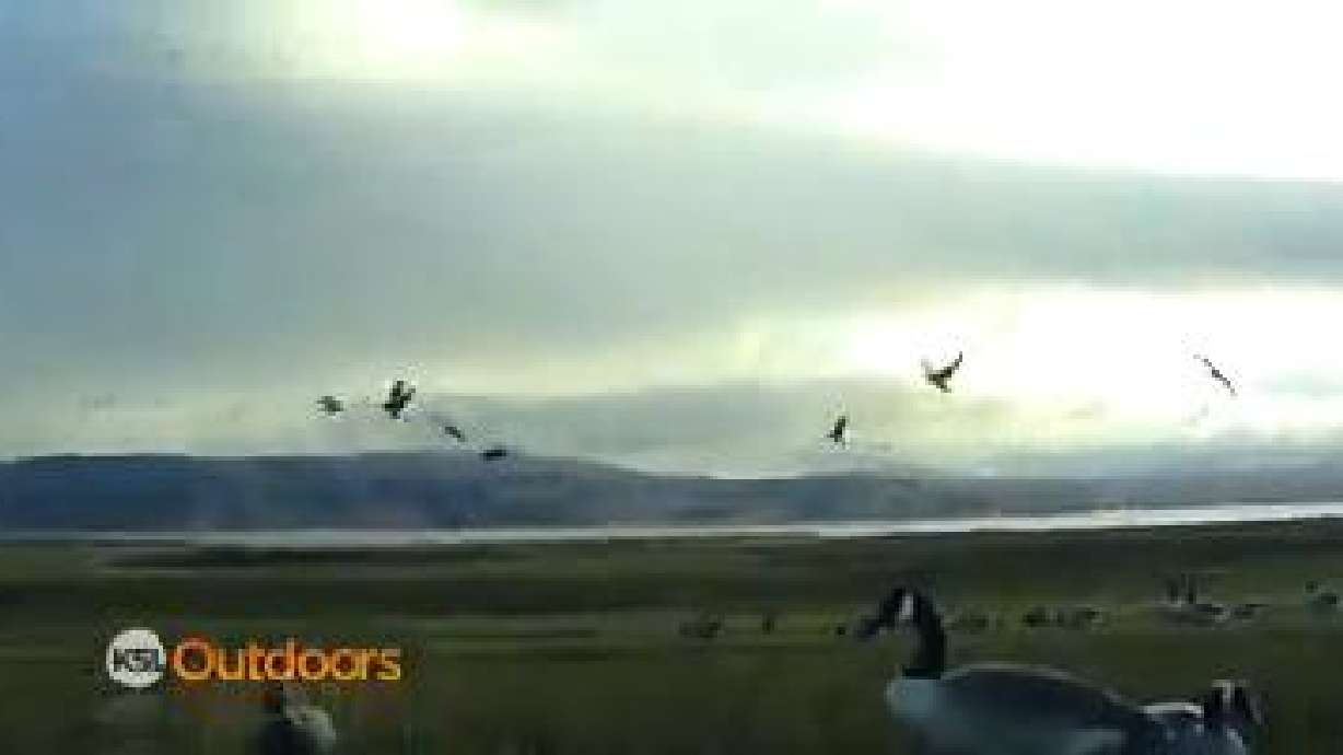 Utah Field Guide: Waterfowl Slam