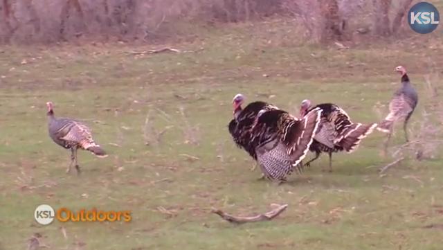 Utah Field Guide: Turkey