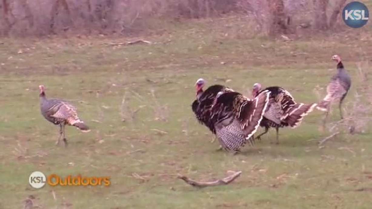 Utah Field Guide: Turkey