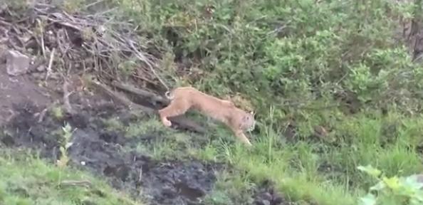 Utah Field Guide: Bobcats
