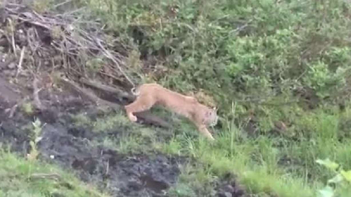 Utah Field Guide: Bobcats