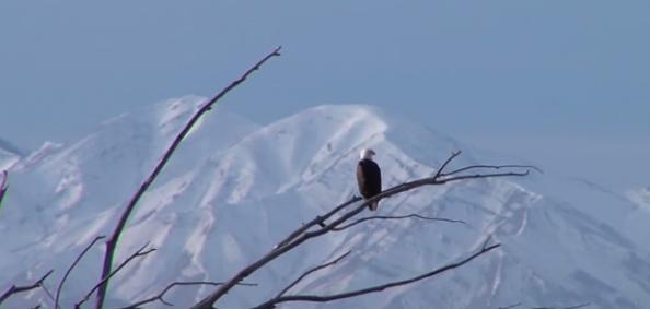Utah Field Guide: Bald Eagle