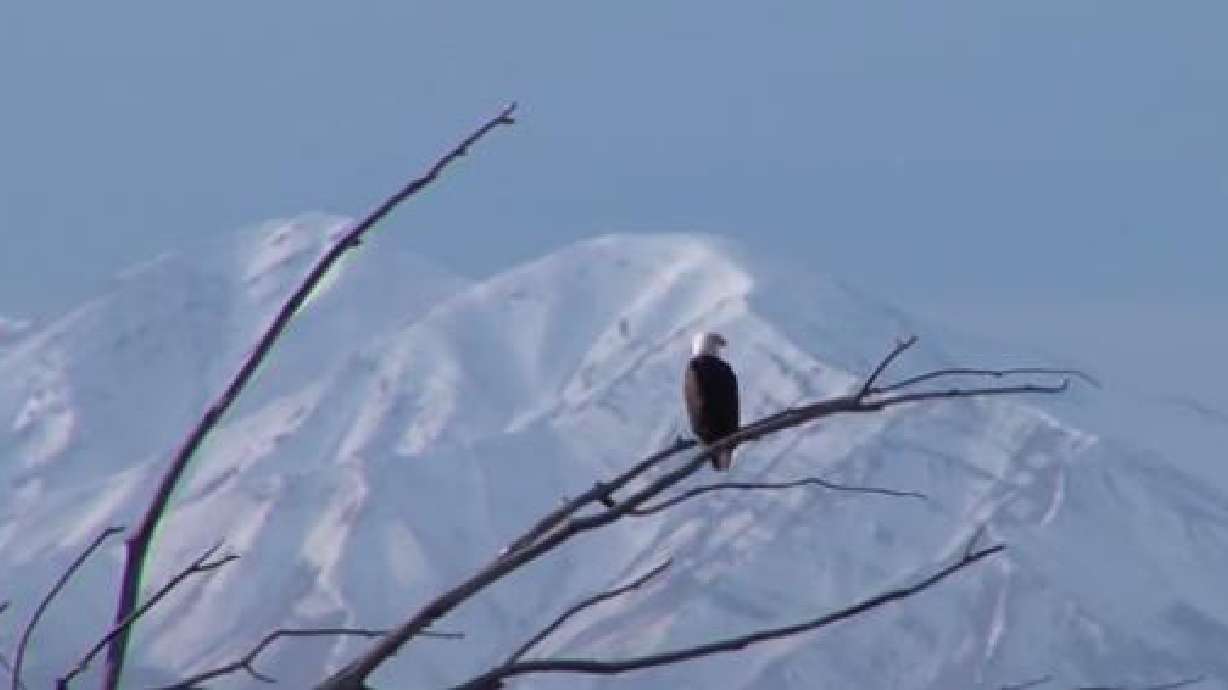 Utah Field Guide: Bald Eagle