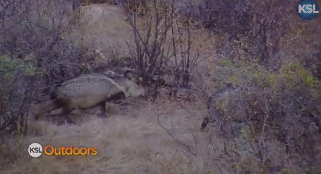 Utah Field Guide: Javelina