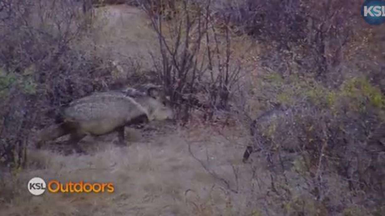 Utah Field Guide: Javelina