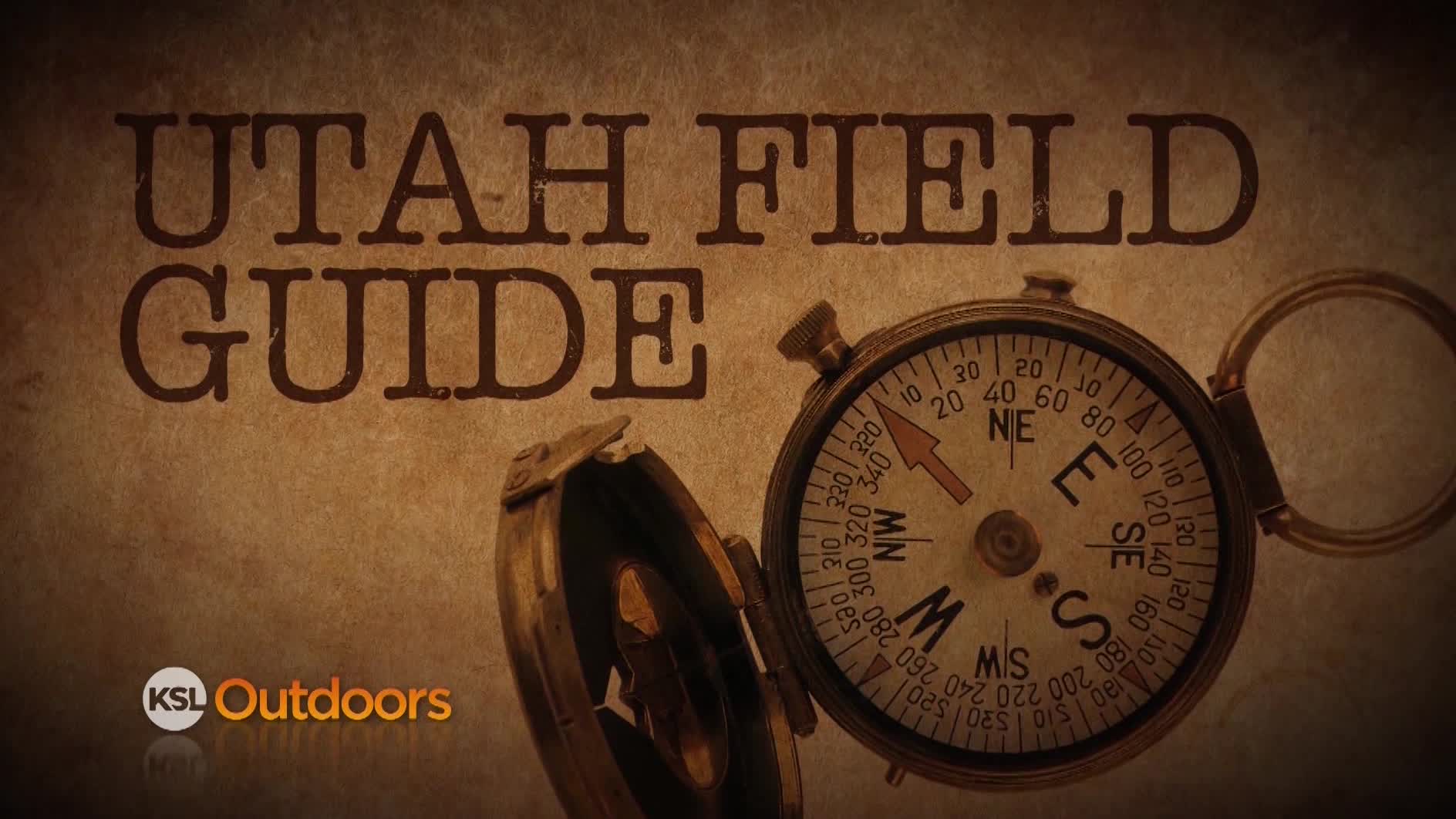 Utah Field Guide: Tundra Swan Day and Rock Creek Goat Watch