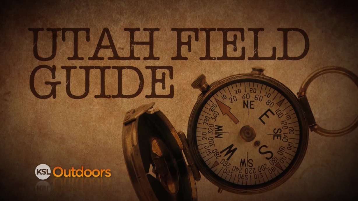 Utah Field Guide: Tundra Swan Day and Rock Creek Goat Watch