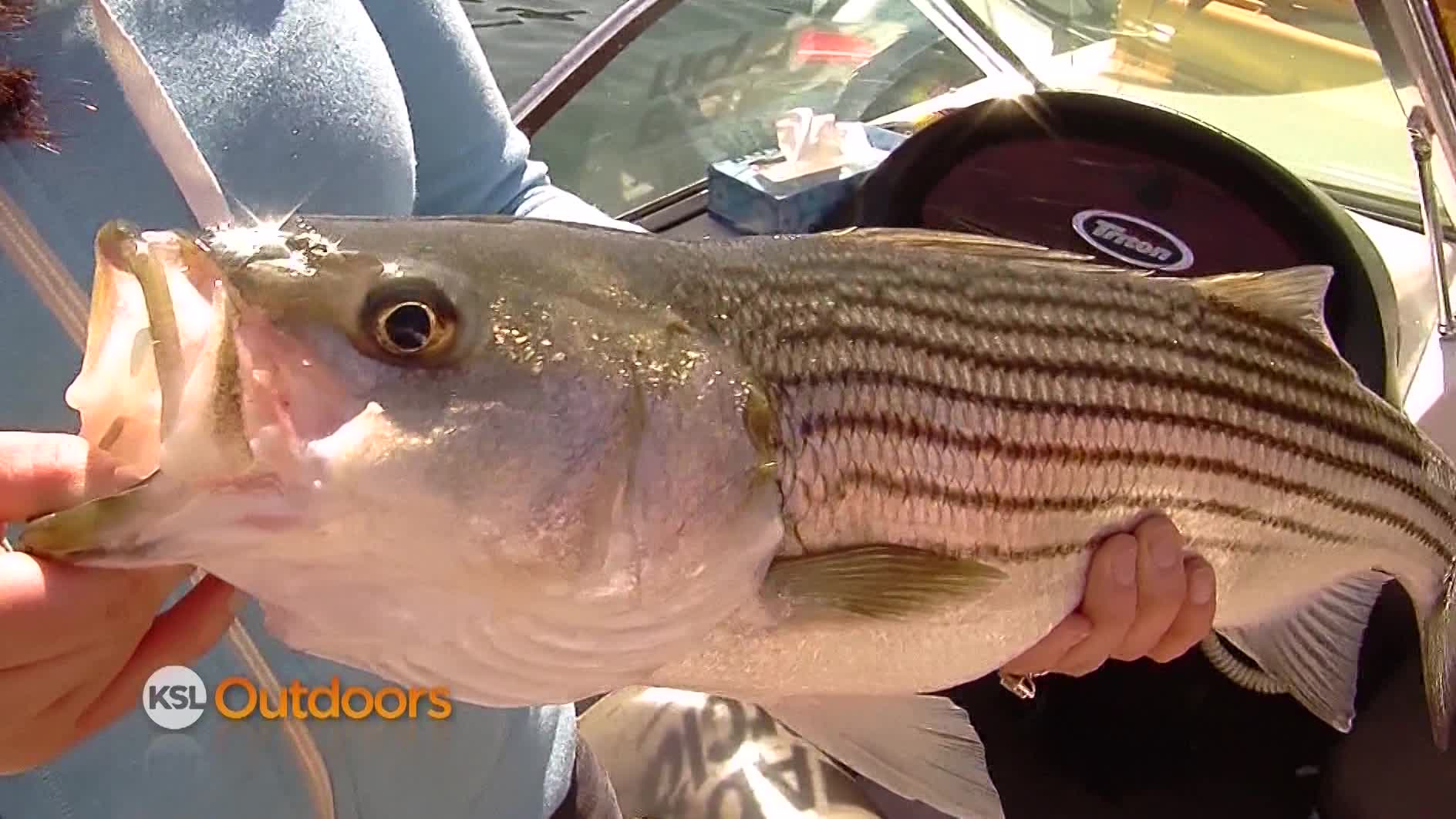 Utah Field Guide: Atlantic striped bass