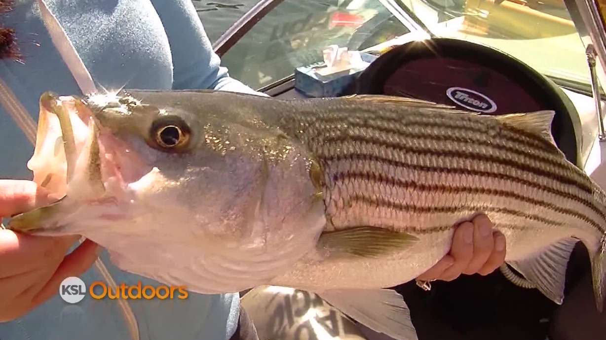 Utah Field Guide: Atlantic striped bass