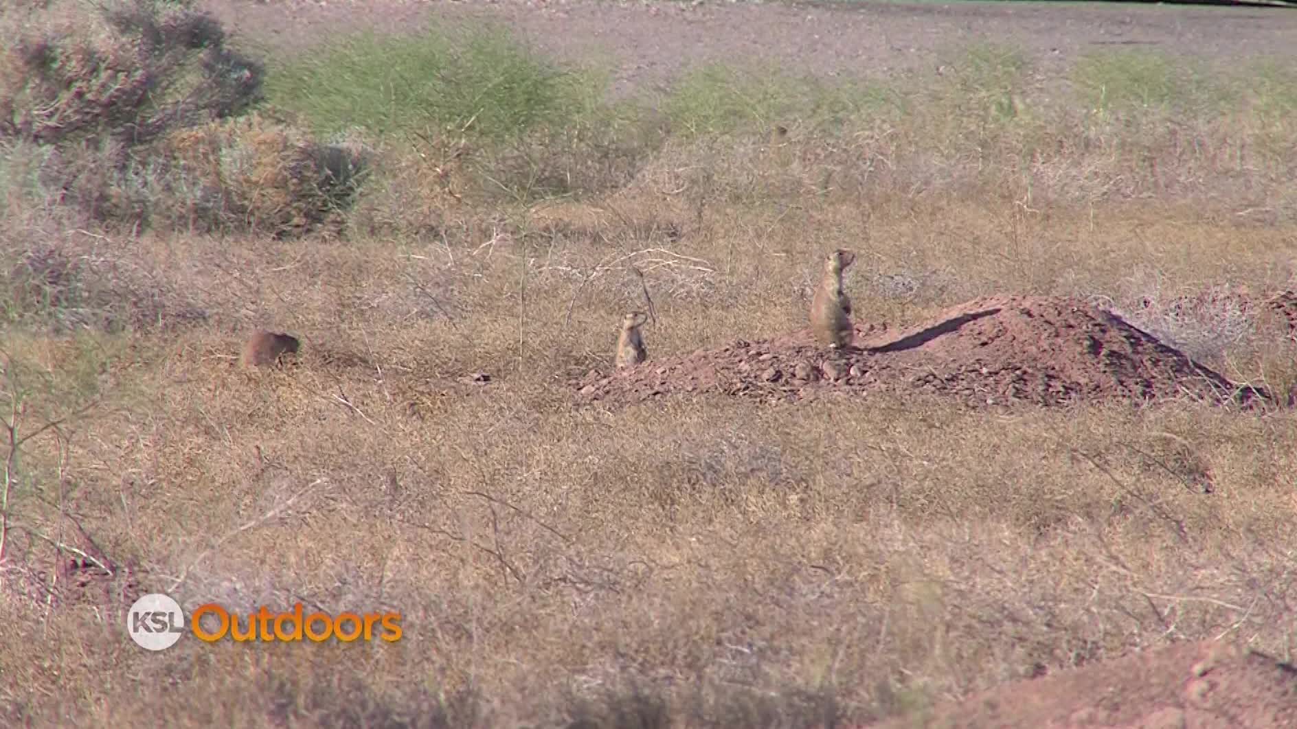 Utah Field Guide: Utah Prairie Dog