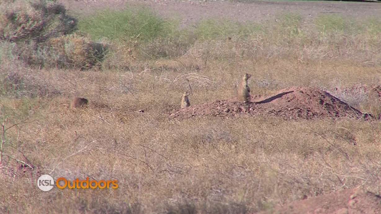 Utah Field Guide: Utah Prairie Dog