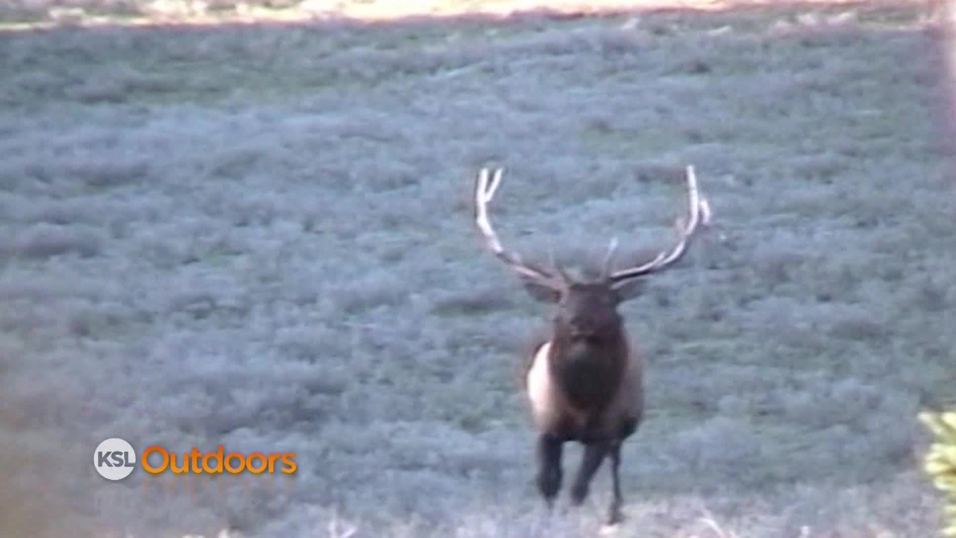 Utah Field Guide: Wapiti
