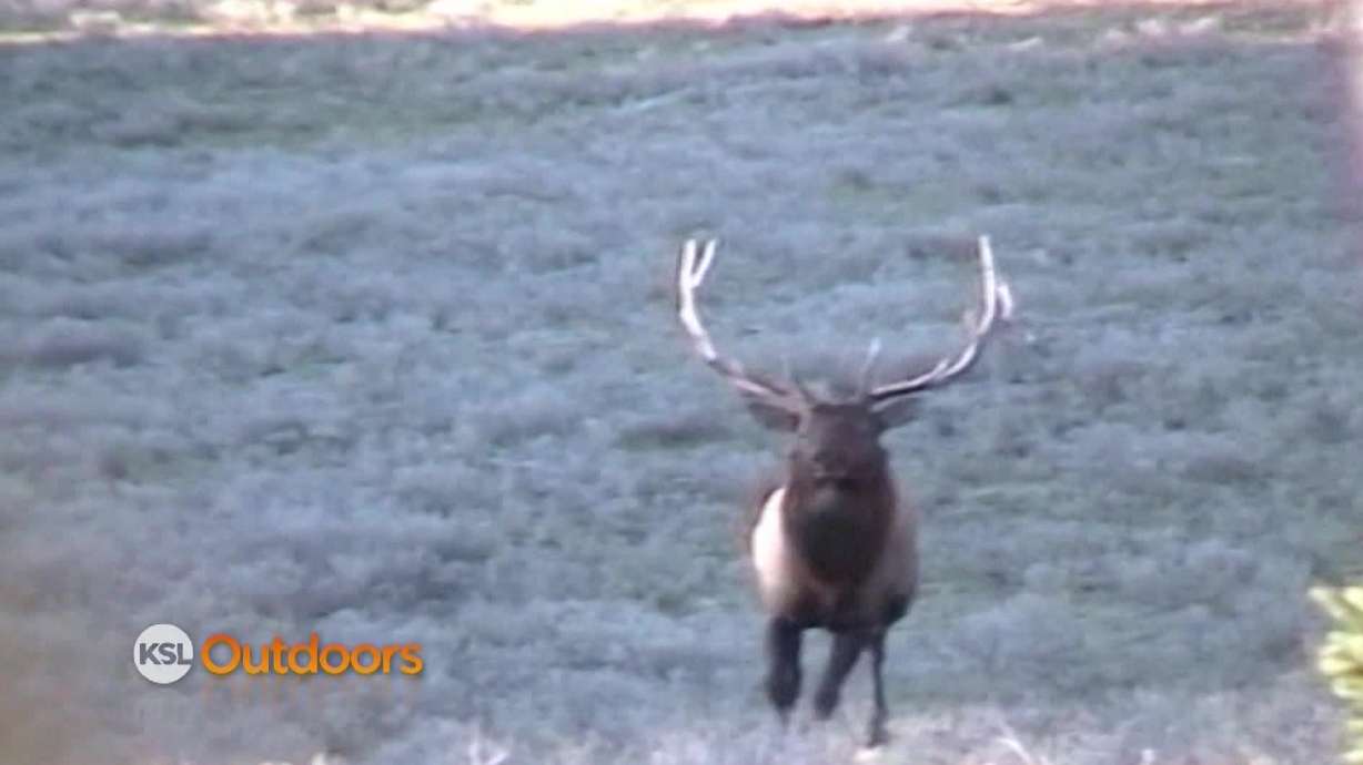 Utah Field Guide: Wapiti