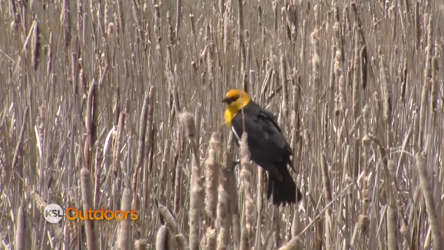 Utah Field Guide: Great Salt Lake Bird Festival