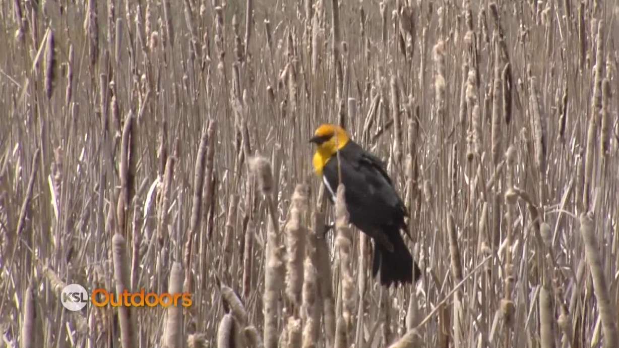 Utah Field Guide: Great Salt Lake Bird Festival