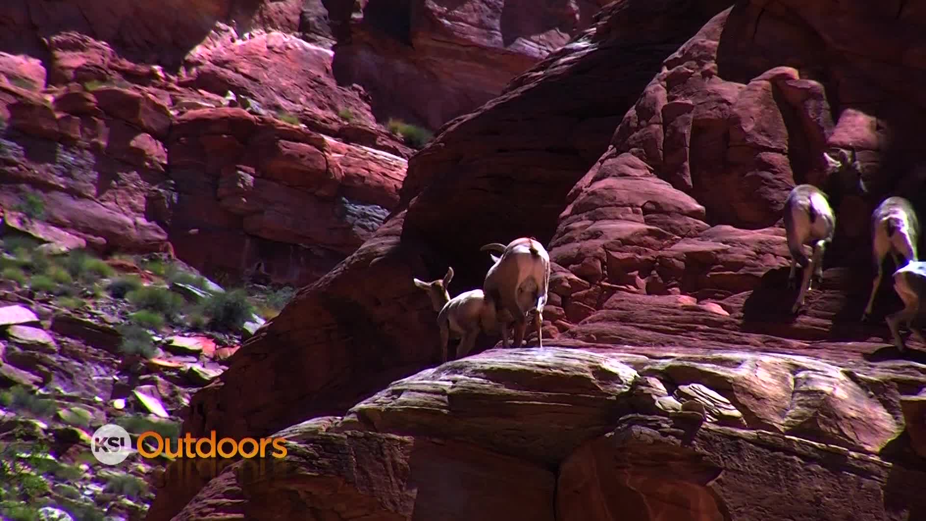 Utah Field Guide: Colorado River Wildlife