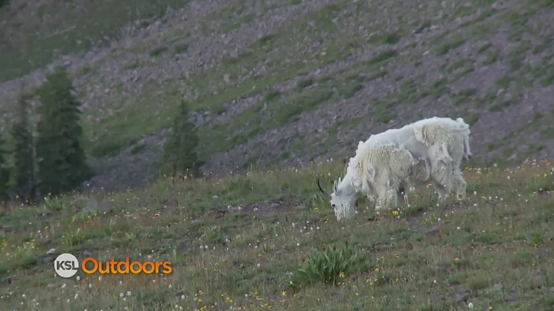 Utah Field Guide: Mountain Goat
